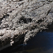 #090　板橋、石神井川、満開の桜（2018.03.27）